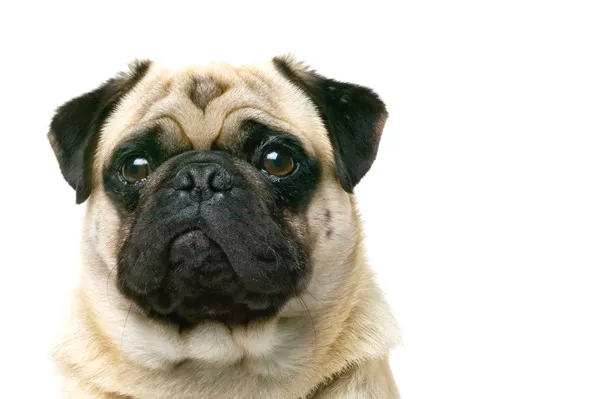 A pug resting on a wool area rug at home, the kind of spot where pet accidents settle in